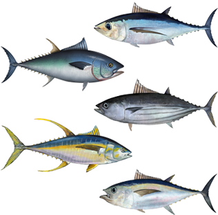 Varietiesof Tuna Illustration PNG