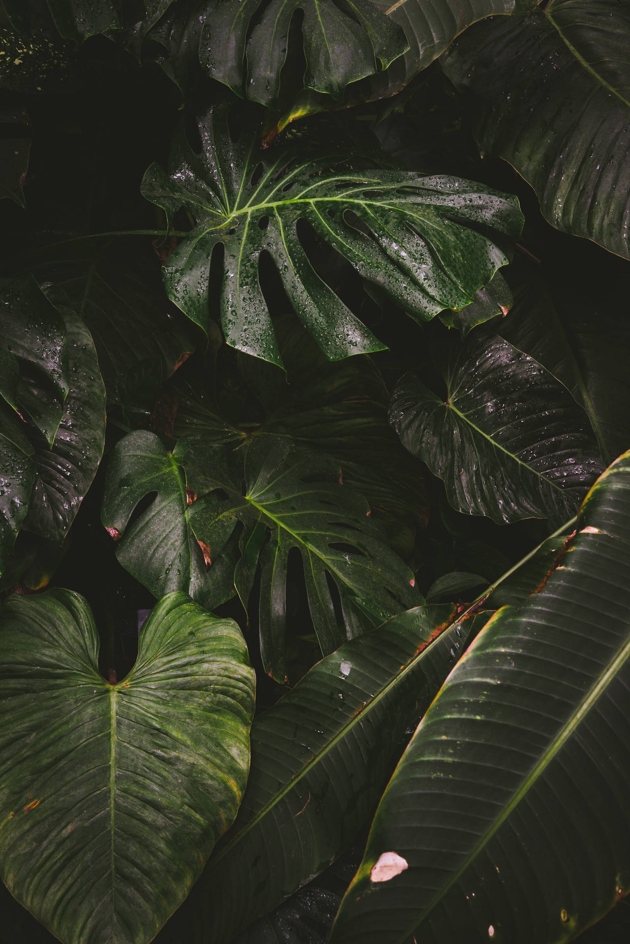 Variety Dark Green Plants Wallpaper