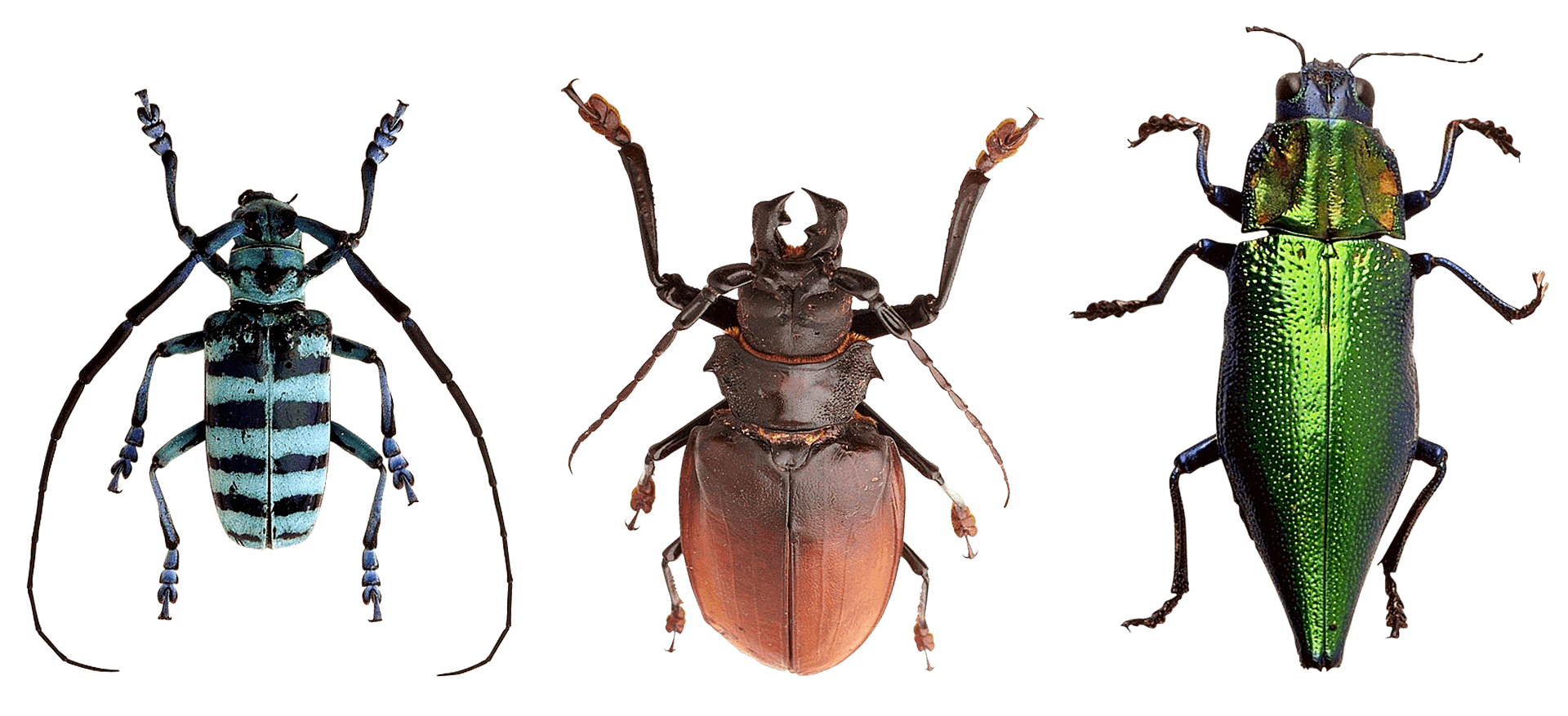 Variety_of_ Beetles PNG