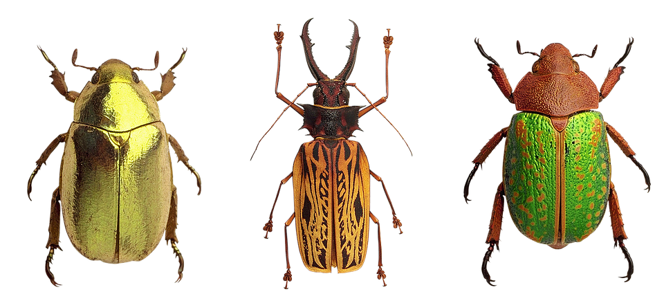 Variety_of_ Beetles PNG