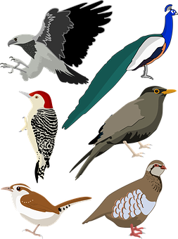 Variety_of_ Bird_ Illustrations PNG
