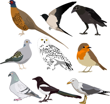 Variety_of_ Birds_ Illustration PNG