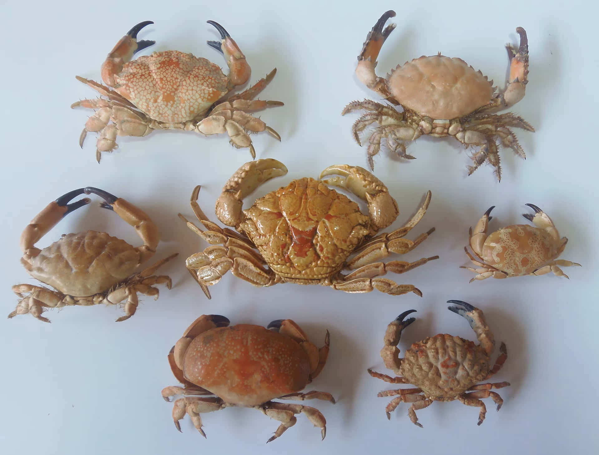Variety_of_ Crabs_ Display Wallpaper