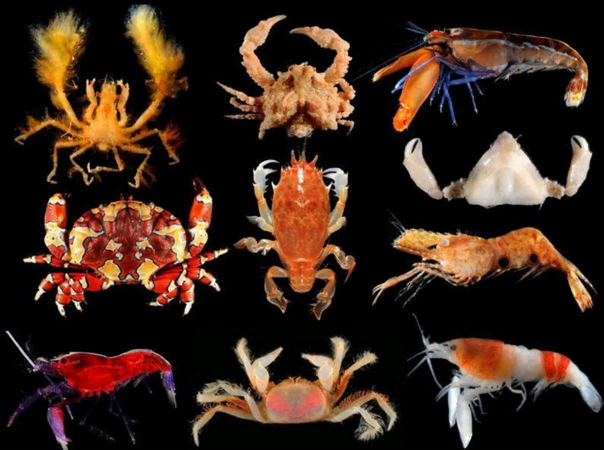 Variety_of_ Crustaceans_ Collage Wallpaper