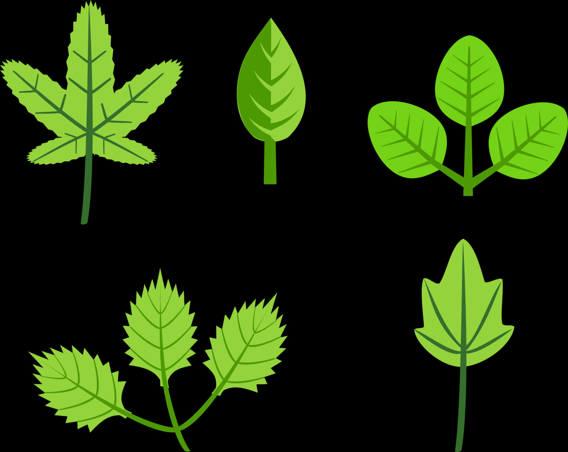 Variety_of_ Green_ Leaves_ Vector PNG