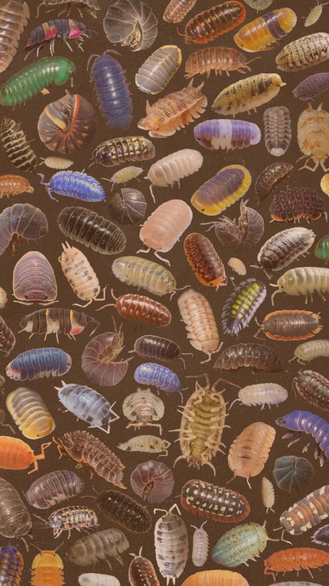 Variety_of_ Pillbugs Wallpaper