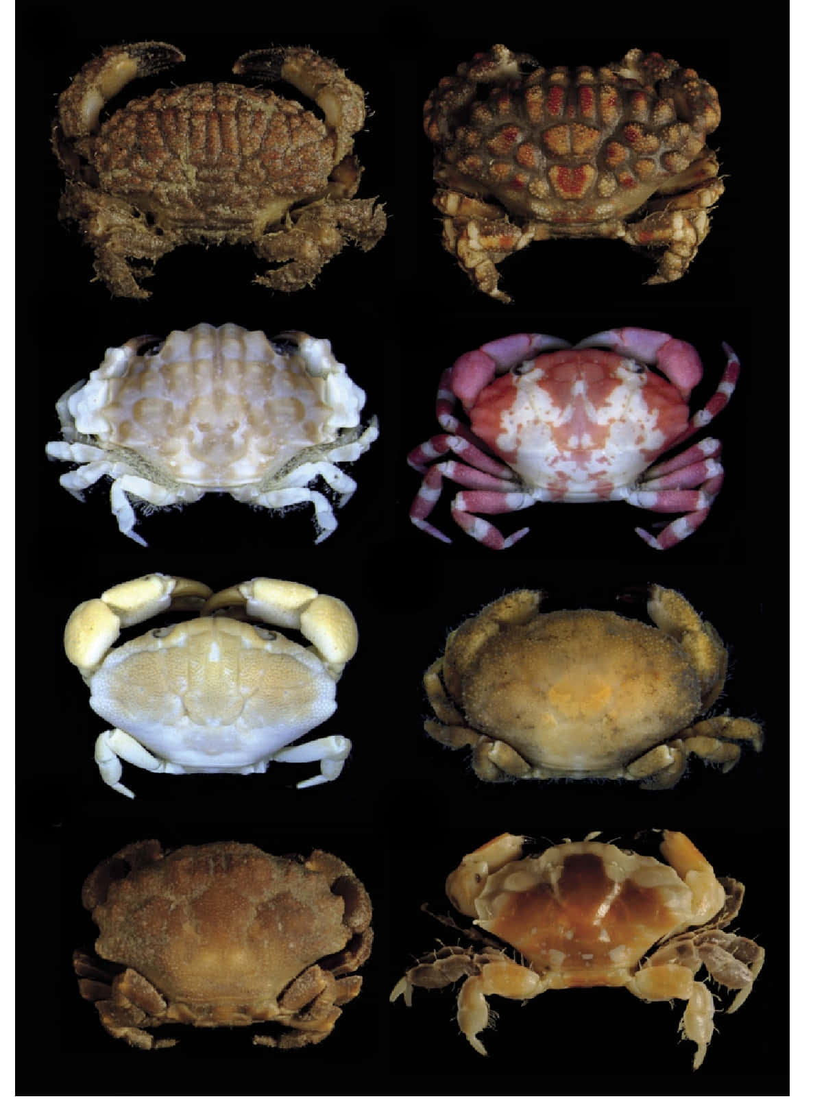Variety_of_ Xanthid_ Crabs Wallpaper