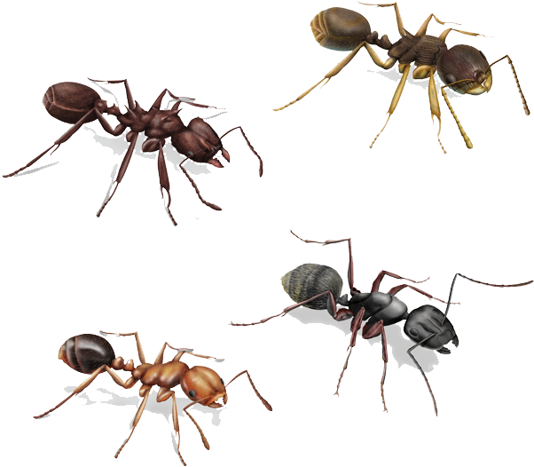 Varietyof Ants Illustration PNG