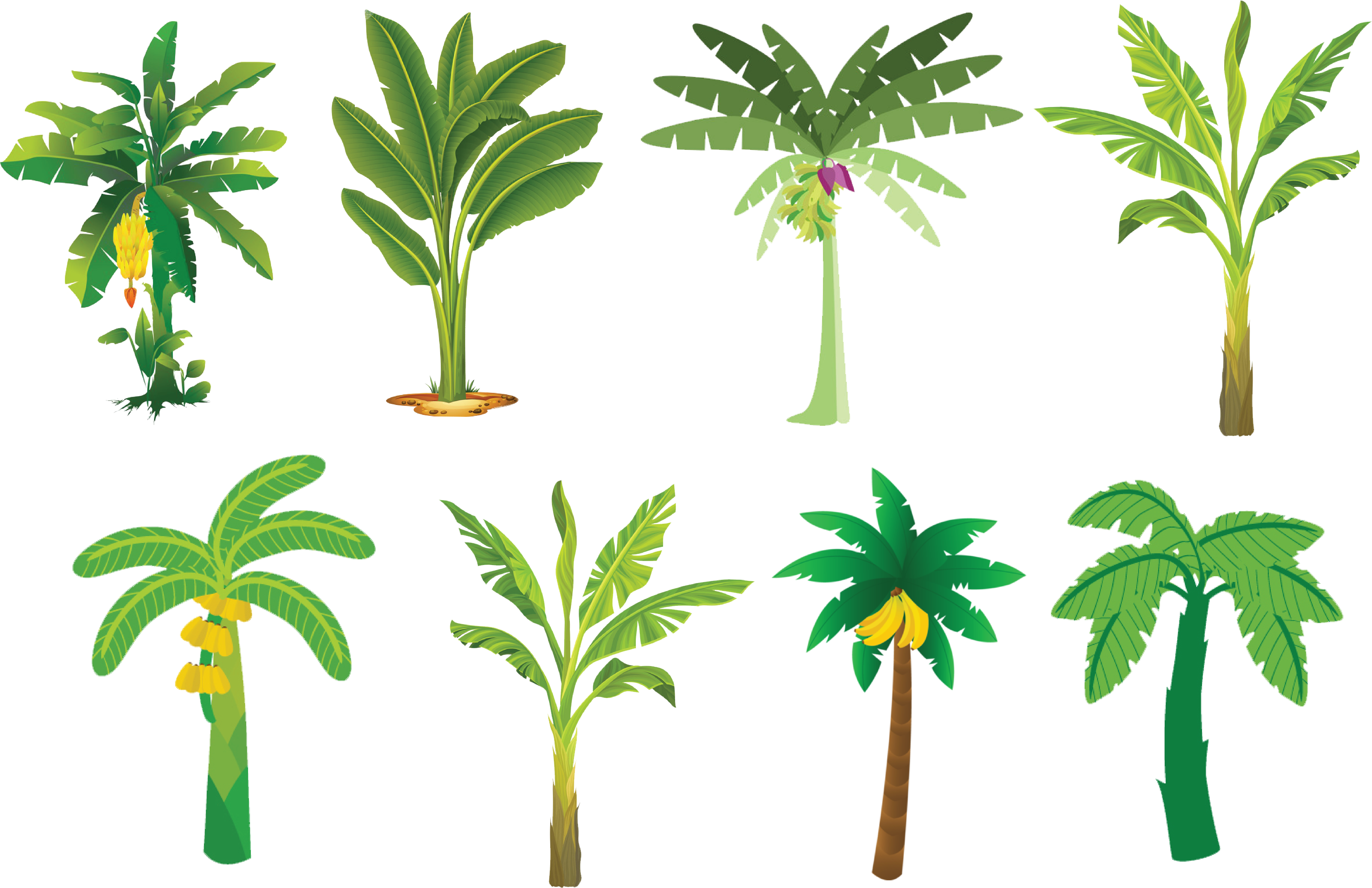 Varietyof Banana Trees Illustration PNG