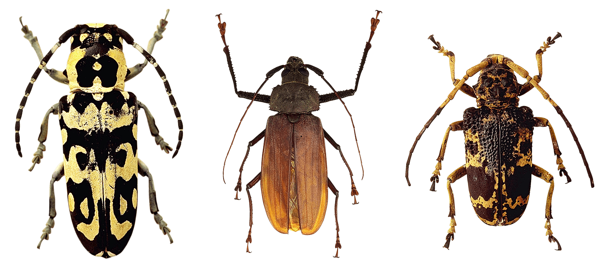 Varietyof Beetles Display PNG