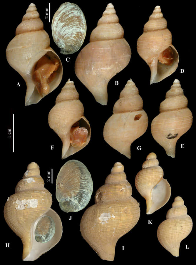 Varietyof Buccinidae Shells Wallpaper
