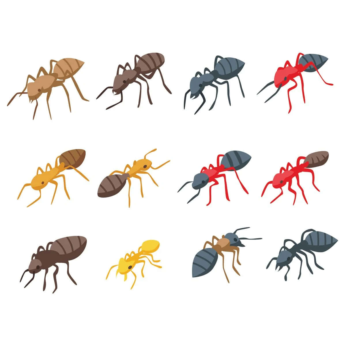 Varietyof Cartoon Ants Wallpaper