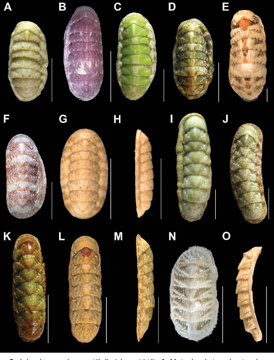 Varietyof Chitons Specimens Wallpaper