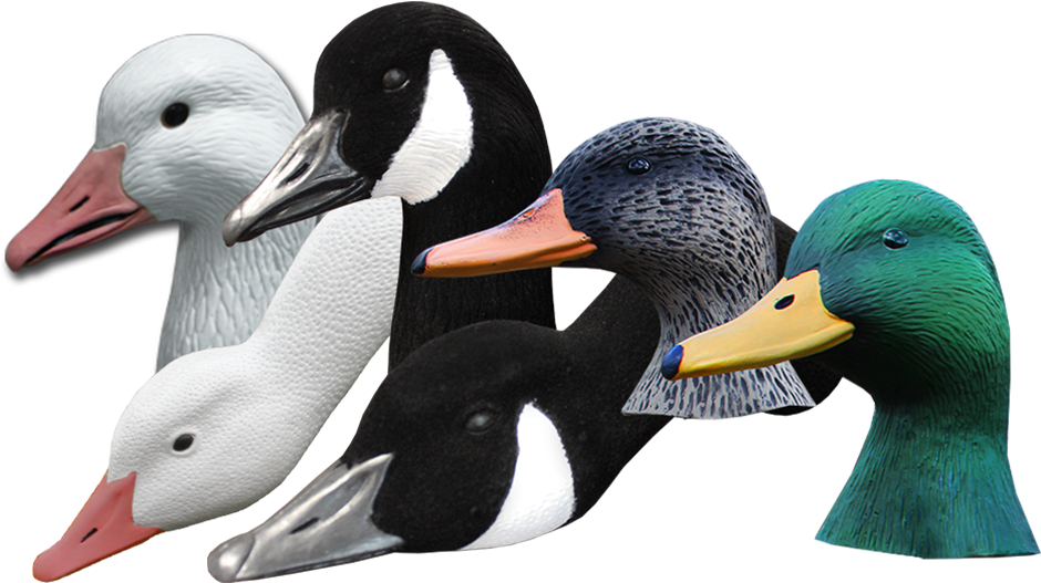 Varietyof Geese Heads PNG