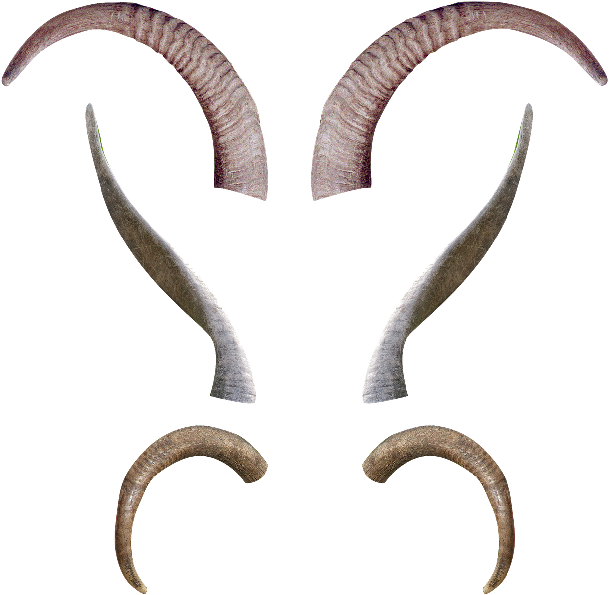 Varietyof Goat Horns PNG