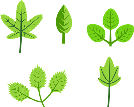 Varietyof Green Leaves Illustration PNG