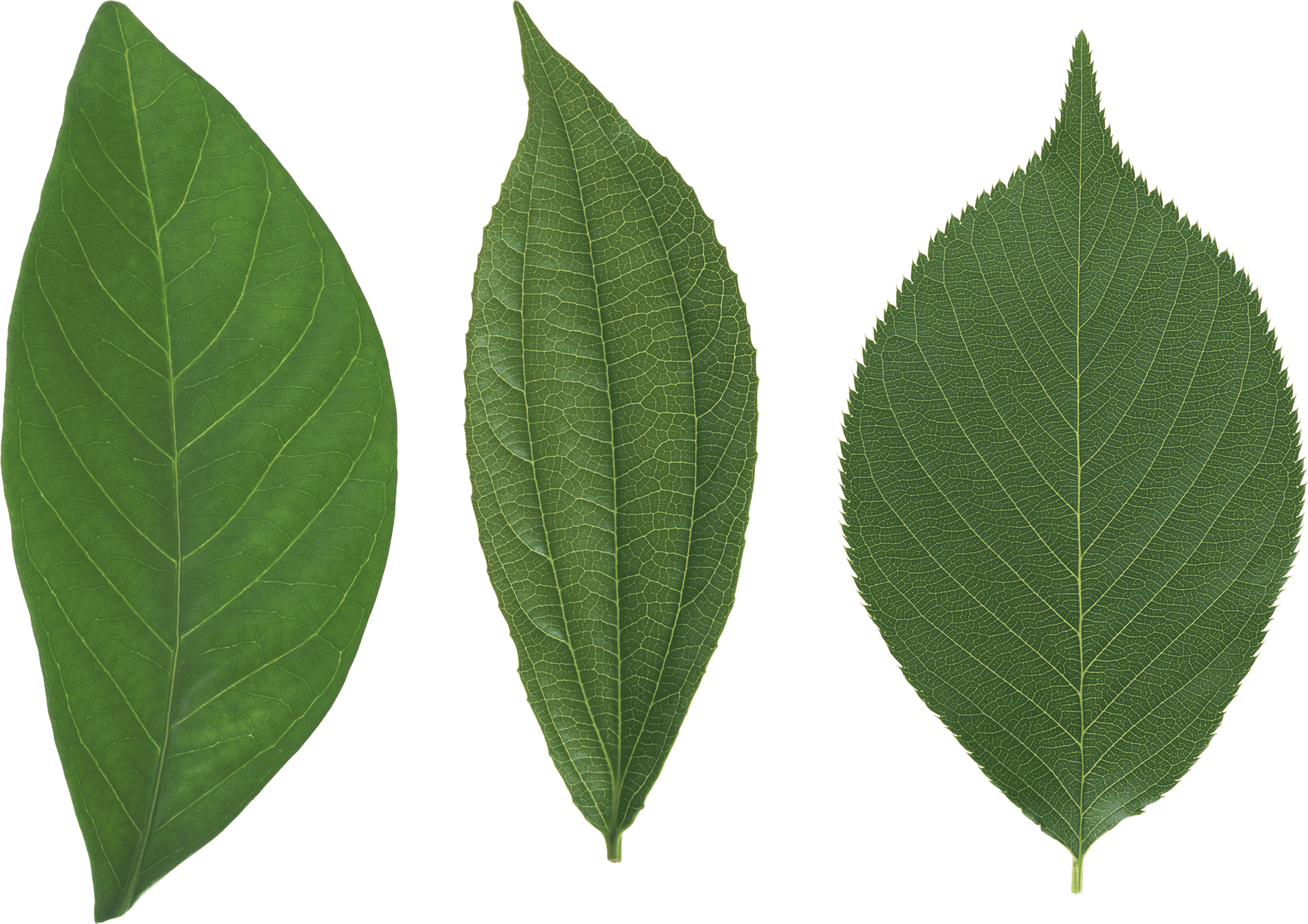 Varietyof Green Leaves PNG