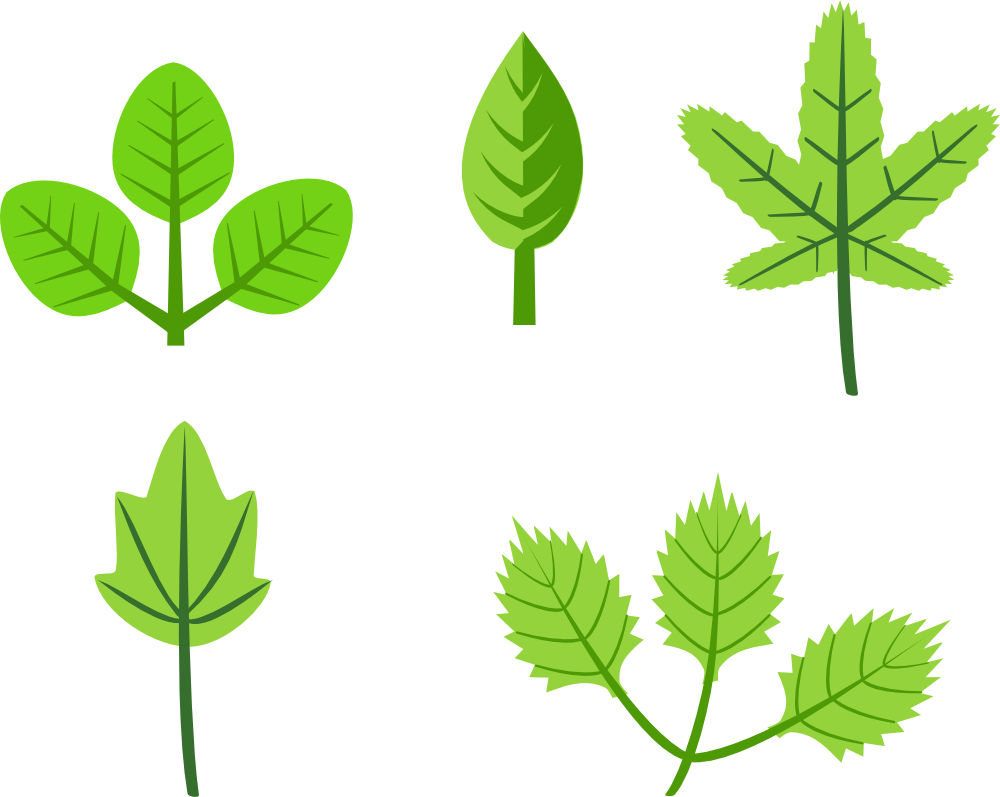 Varietyof Herbal Leaves Illustration PNG