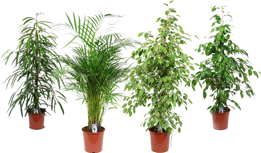 Varietyof Indoor Potted Plants PNG