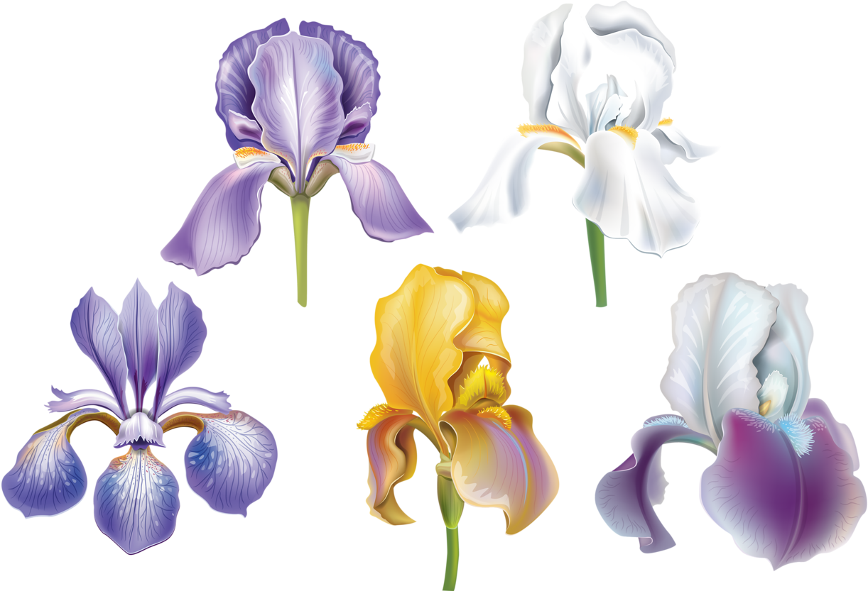 Varietyof Irises Illustration PNG