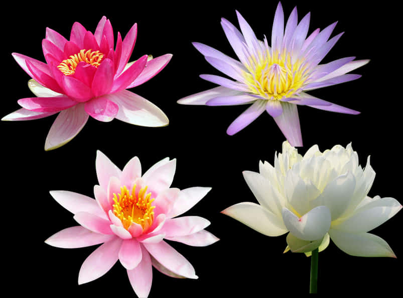 Varietyof Lotus Flowers PNG