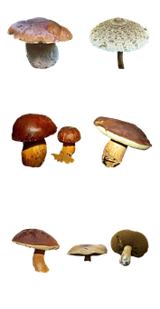 Varietyof Mushroomson Black Background.jpg PNG