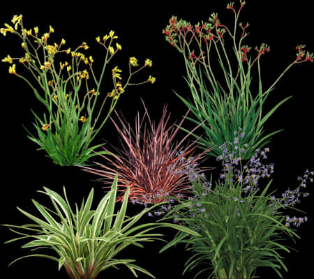 Varietyof Ornamental Grasses PNG