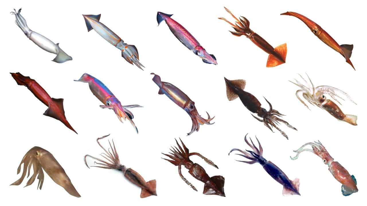 Download Varietyof Squid Species Wallpaper | Wallpapers.com