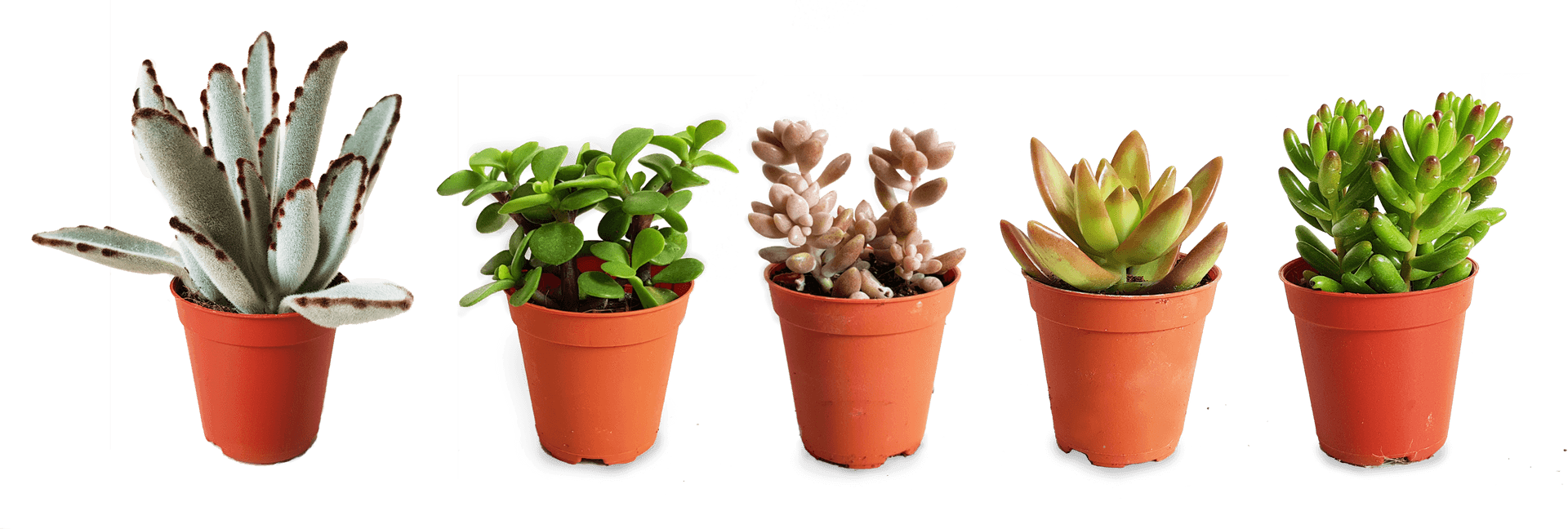 Varietyof Succulentsin Pots PNG
