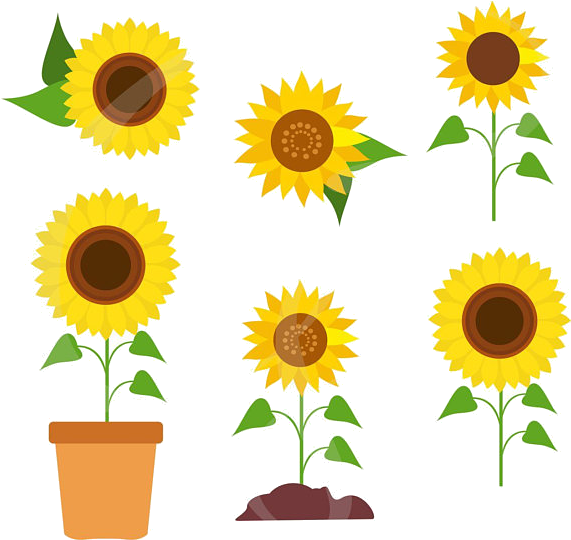 Varietyof Sunflowers Clipart PNG