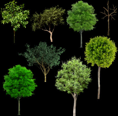 Varietyof Trees Collection PNG