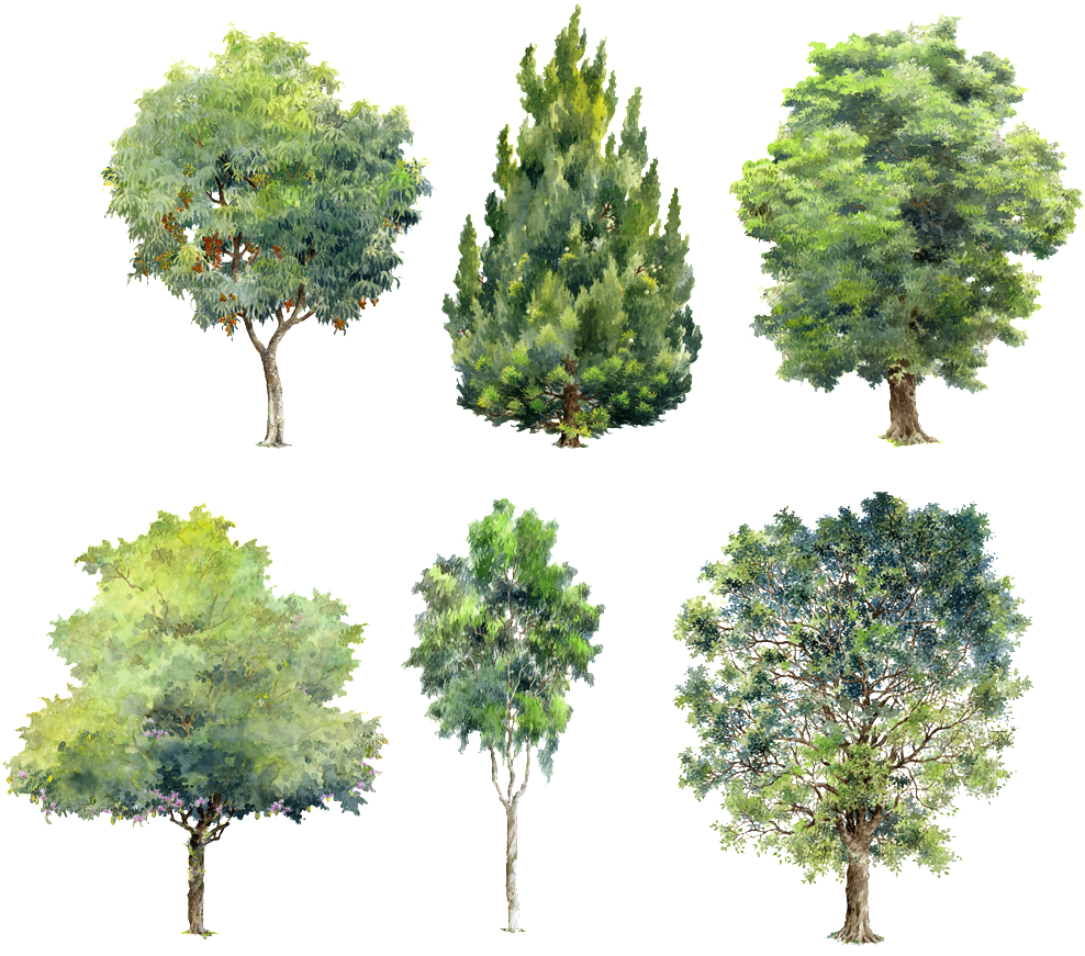 Varietyof Trees Watercolor Illustrations PNG