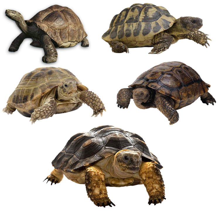 Varietyof Turtles PNG