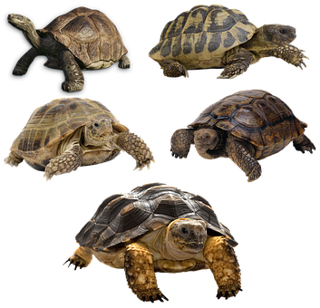 Download Varietyof Turtles Black Background | Wallpapers.com