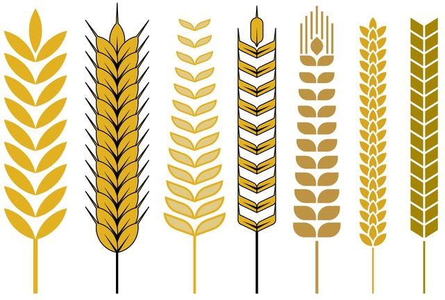 Varietyof Wheat Ears Vector Illustration PNG