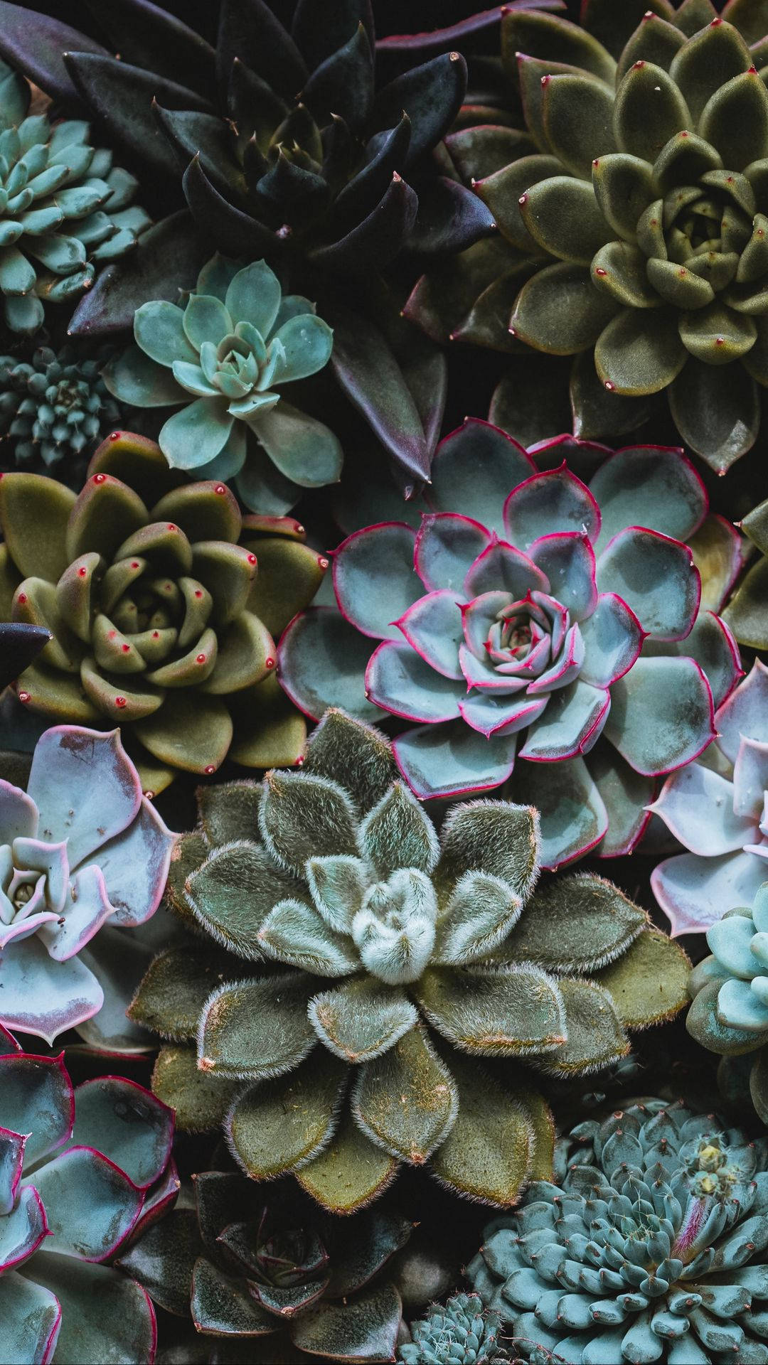 Verschiedeneund Seltene Sukkulentenpflanzen Wallpaper