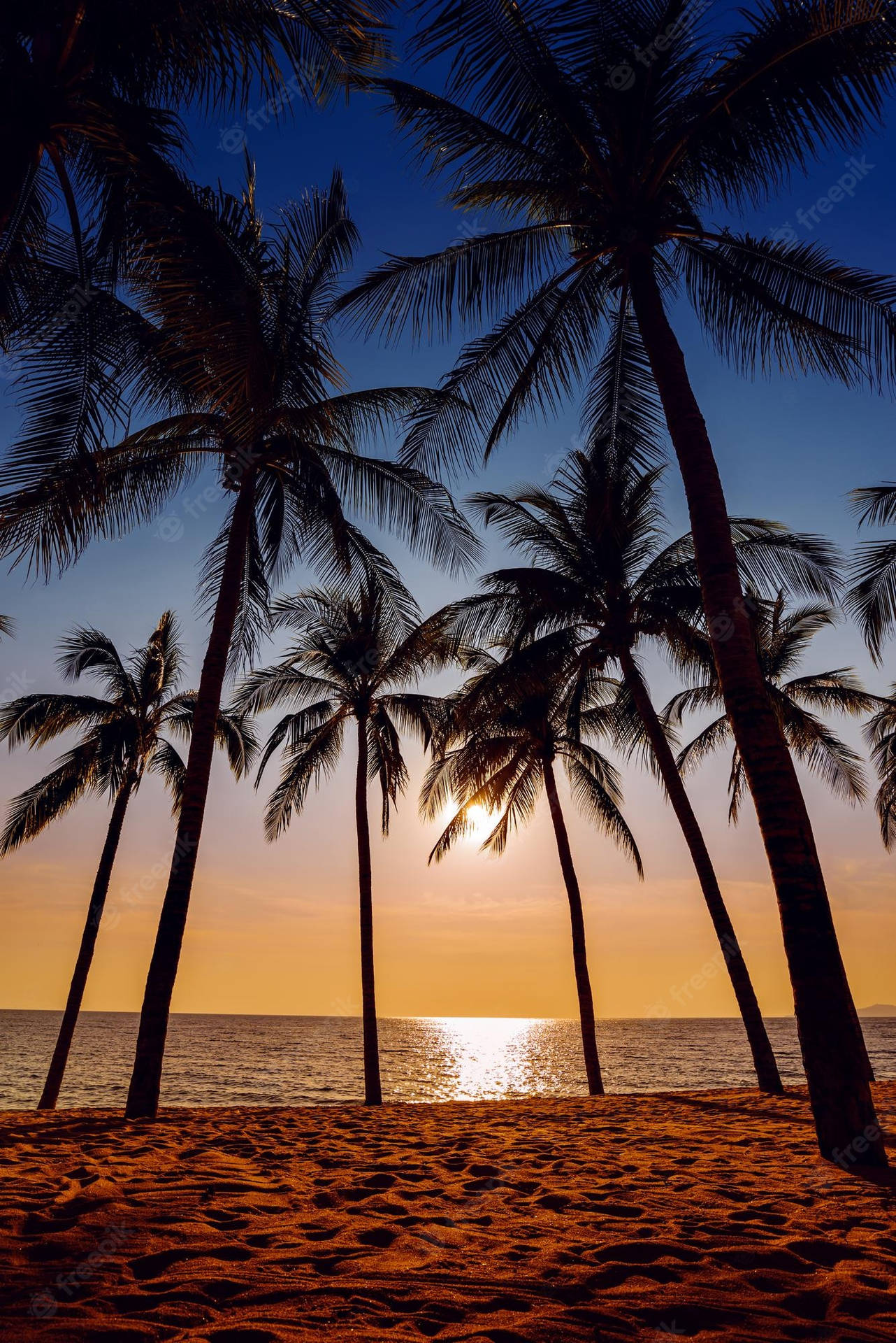 Various Coconut Trees With Golden Sunset Wallpaper