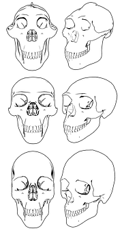 Various Skull Views Illustration PNG