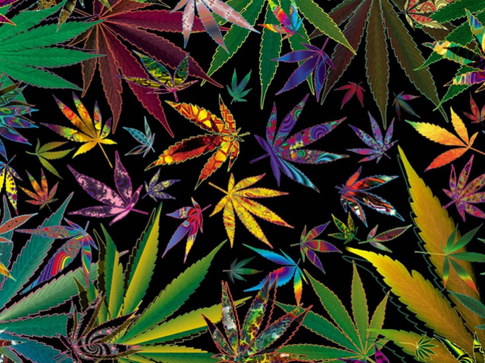 Vibrant Spectrum of Cannabis Leafs Wallpaper