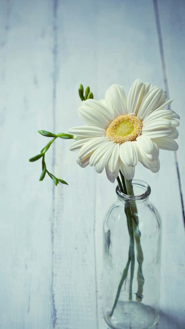 Vase Spring Daisy iPhone Wallpaper