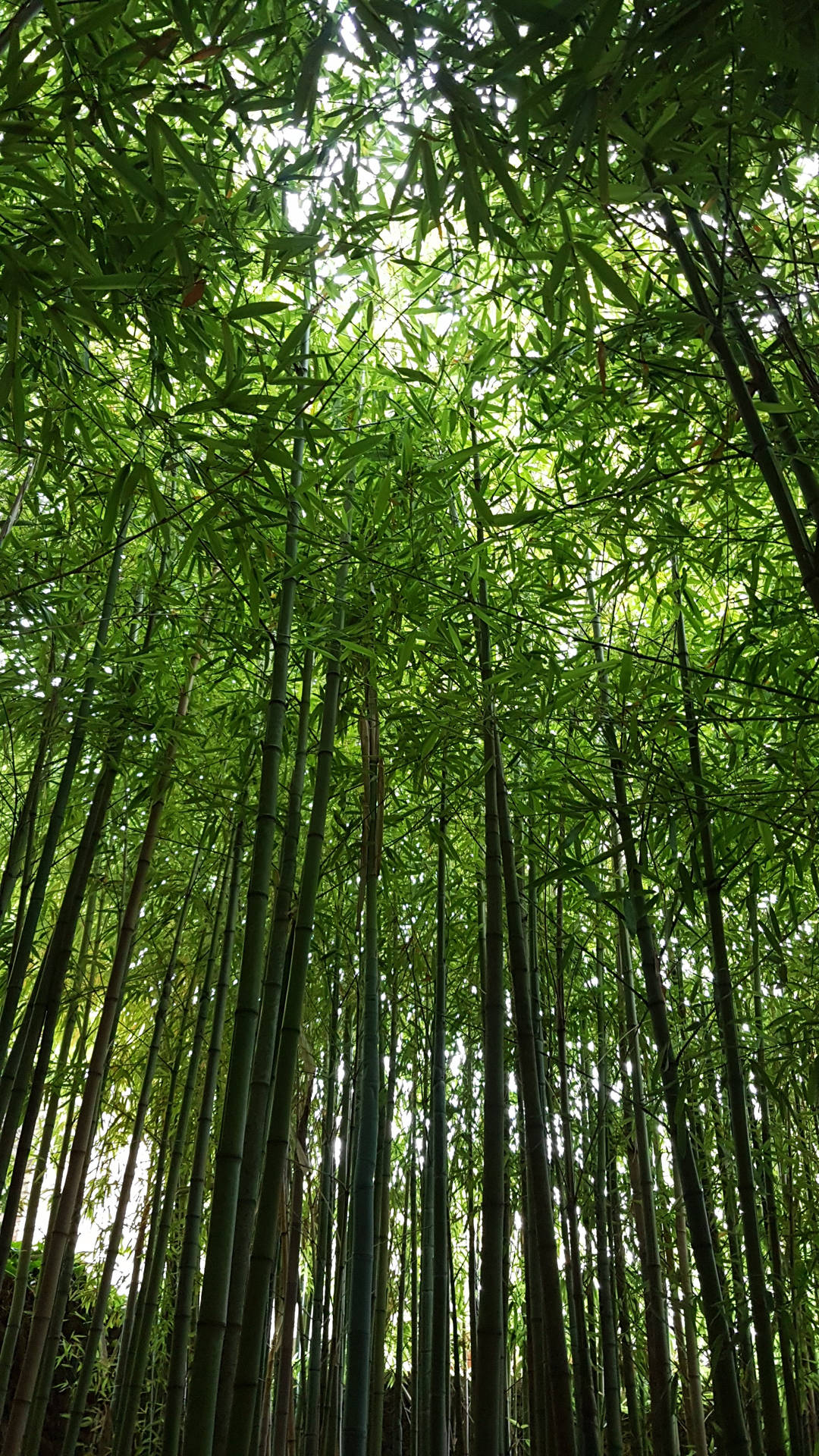 Bosquede Bambú Vasto Para Iphone. Fondo de pantalla