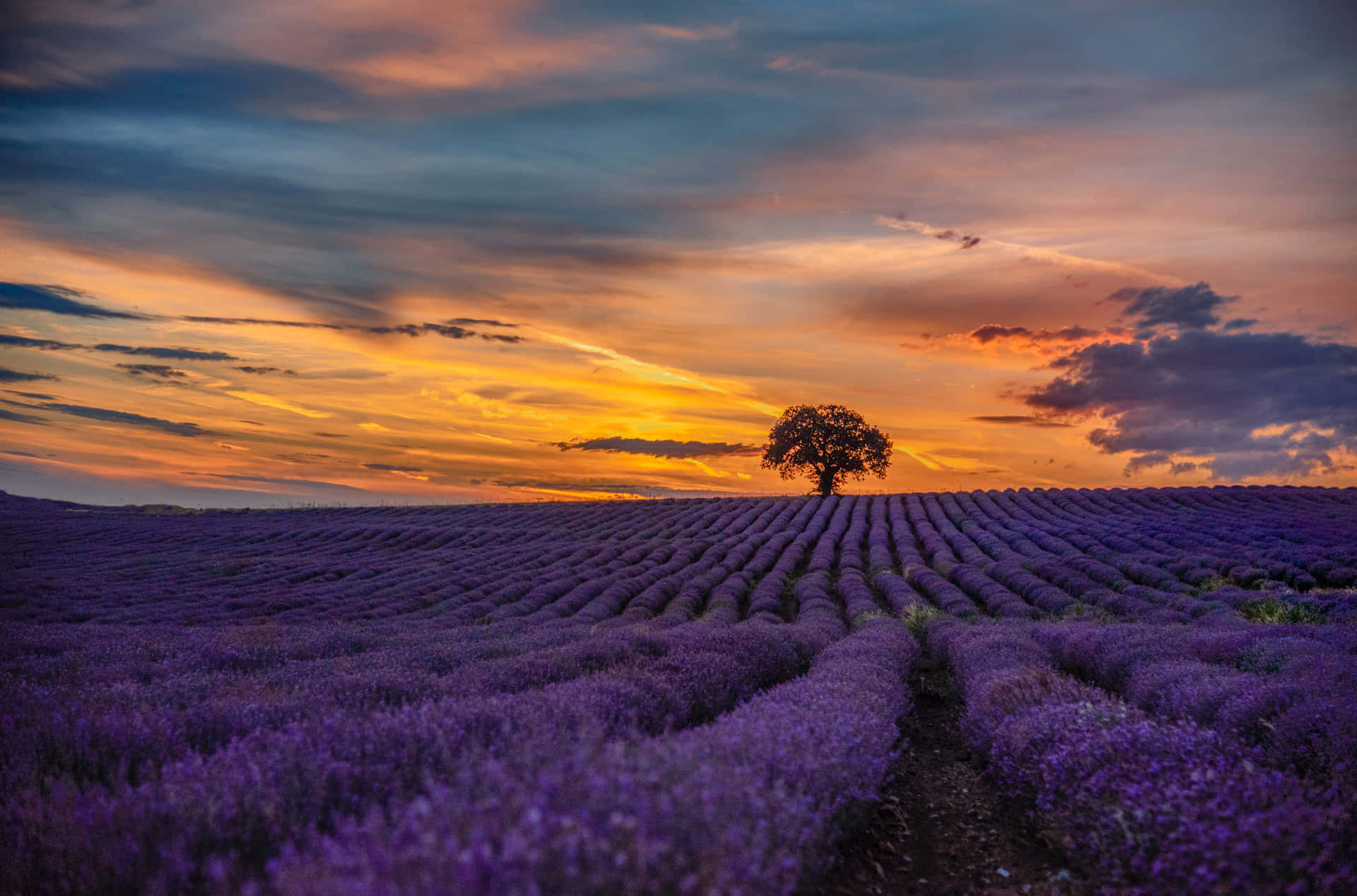 Vast Lavender Field At Sunset Wallpaper