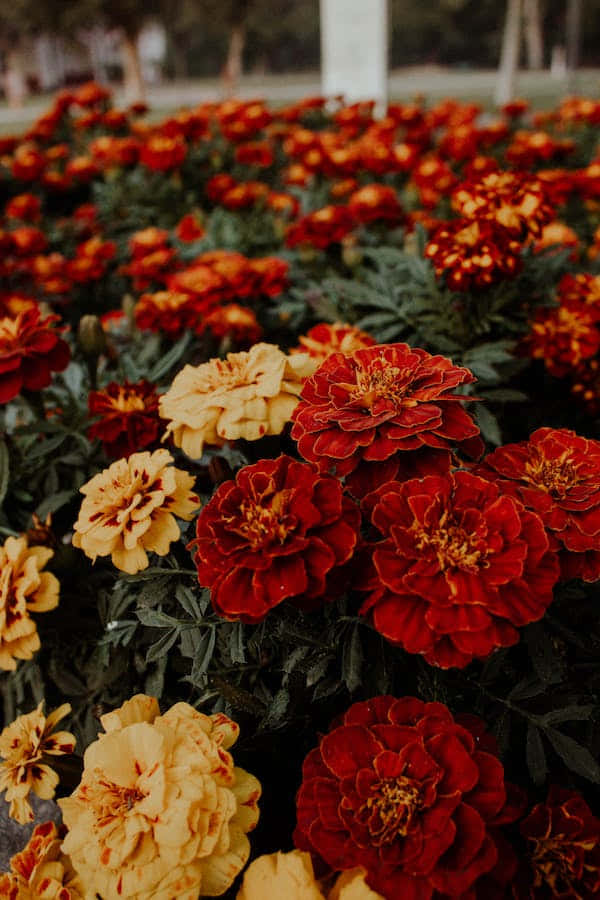 Vast Number Of Perennial Flowers Wallpaper