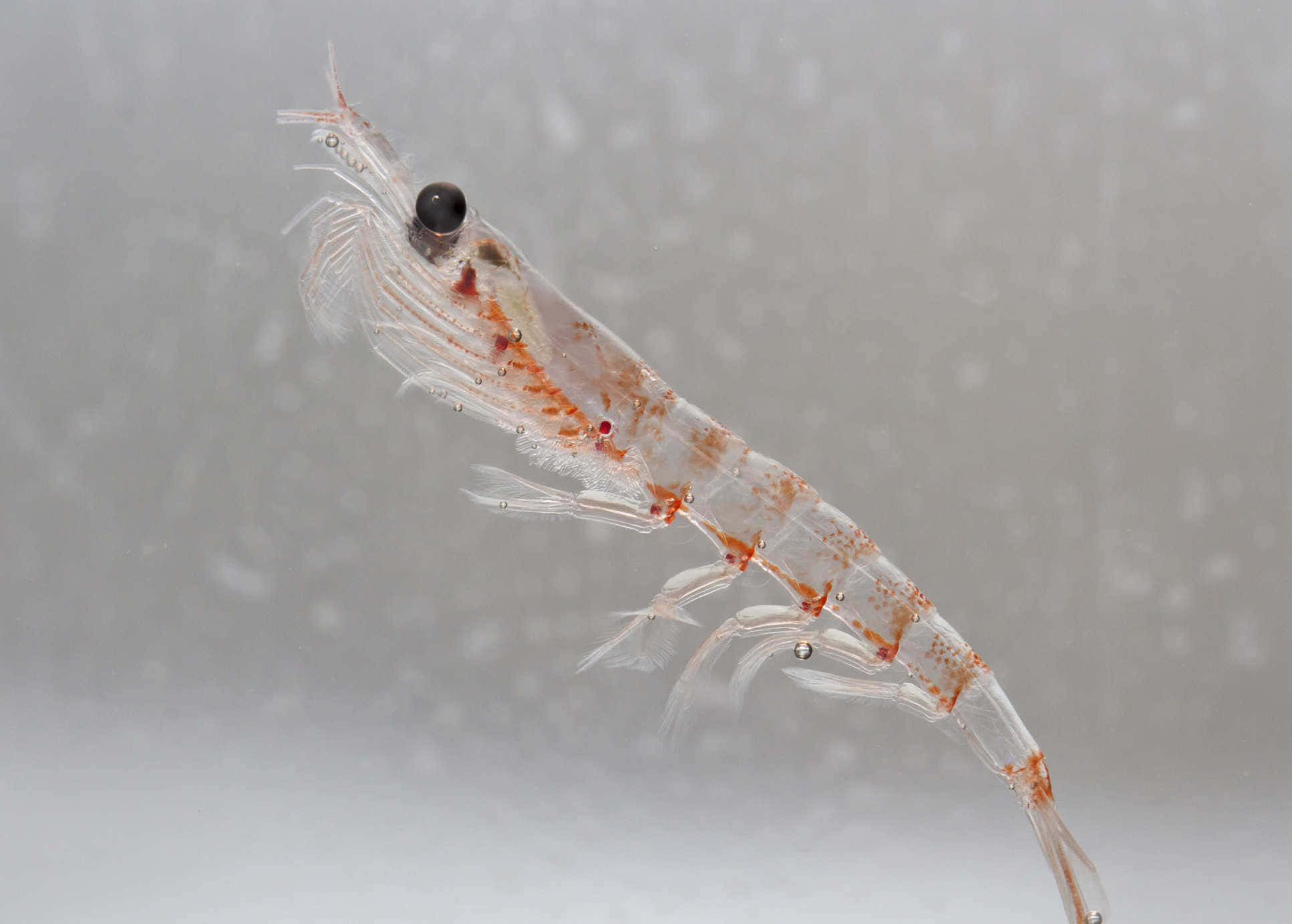 Store Sværmer Av Antarktisk Krill Bakgrunnsbildet