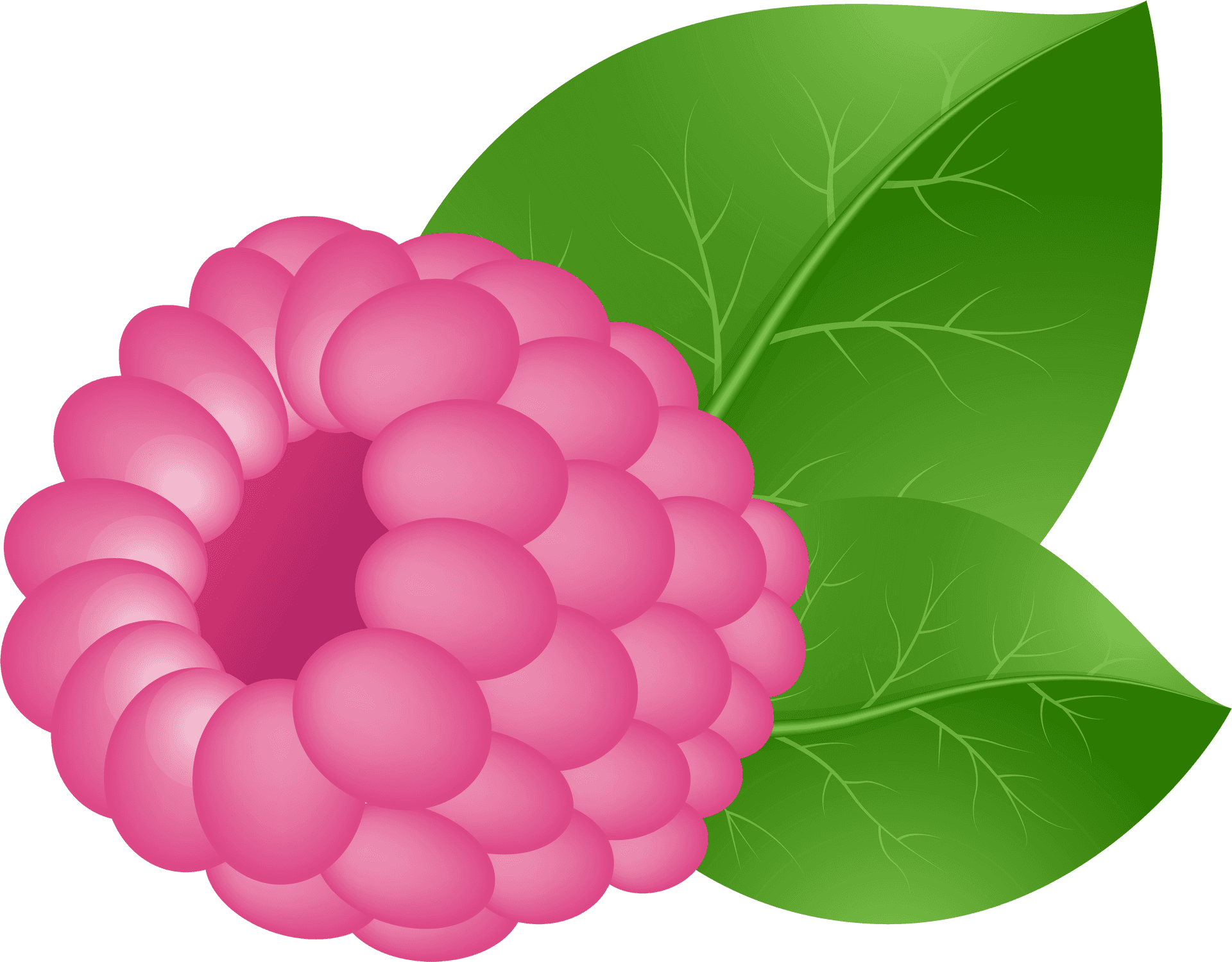 Vector Illustrationof Raspberry PNG