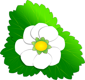 Vector Style White Flower Illustration PNG