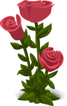 Vector Trioof Pink Roses PNG