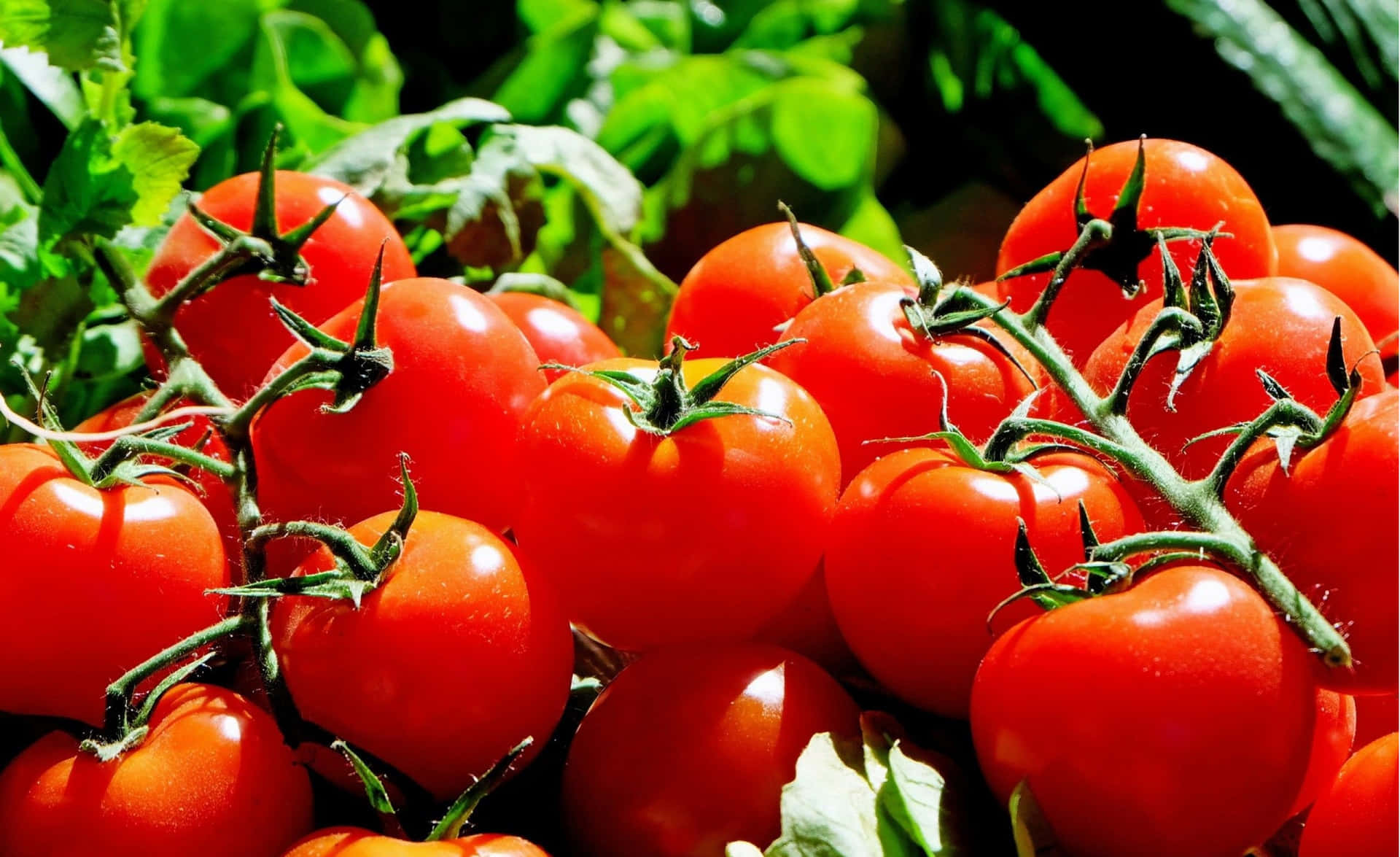 Tomaterväxer I En Trädgård