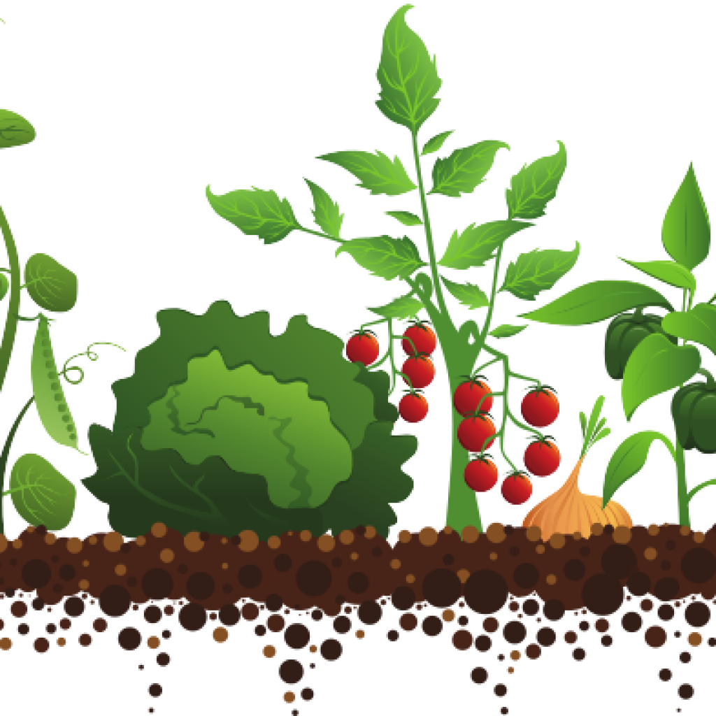 Vegetable Garden Illustration PNG