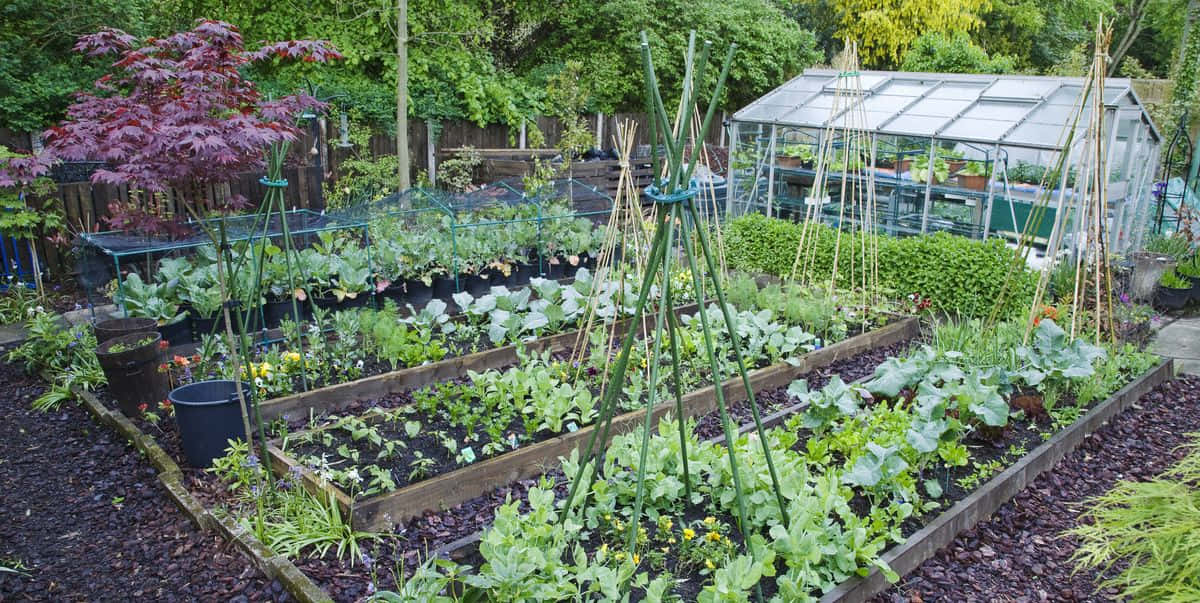 A Garden With A Greenhouse And Vegetables